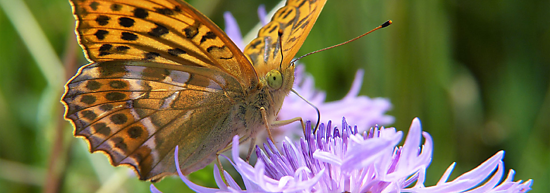 Naturschutz Naturschutz