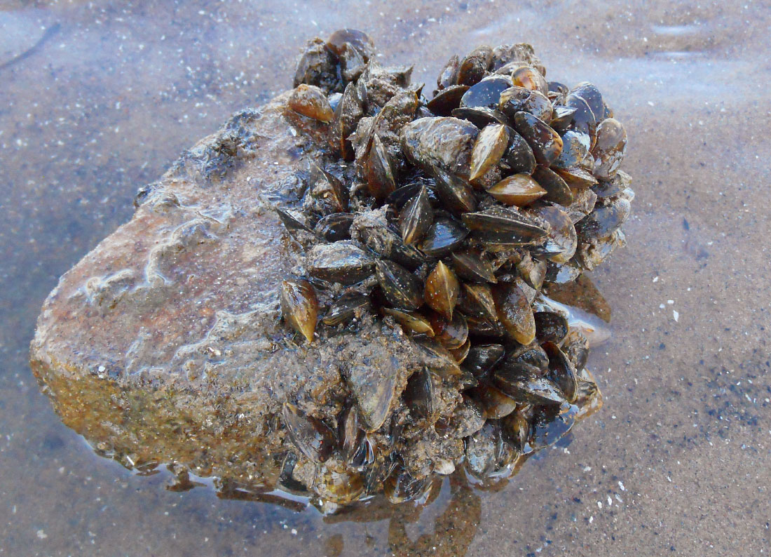 Miesmuscheln Miesmuscheln