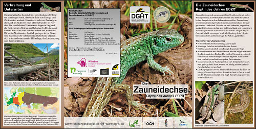 Zauneidechse_Flyer