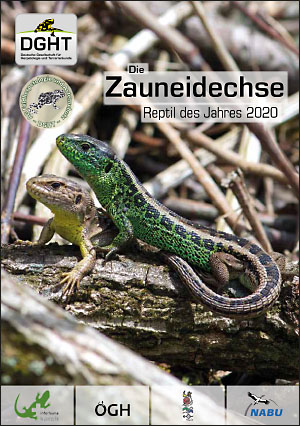 Zauneidechsen_Broschuere